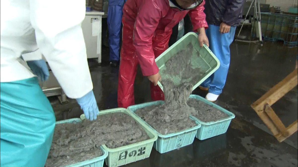 駿河湾でシラス漁解禁　平均１キロ約２千円