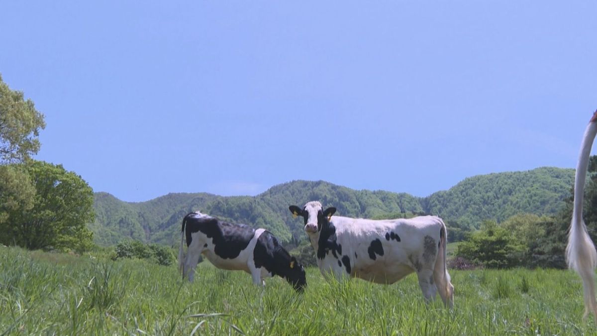 山形市の西蔵王高原でウシの放牧始まる　新鮮な牧草たくさん食べ丈夫な体に