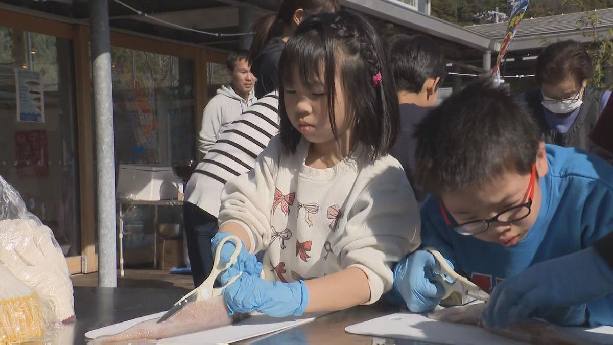 スルメイカの干物作り　子どもたちが挑戦　三重・尾鷲市