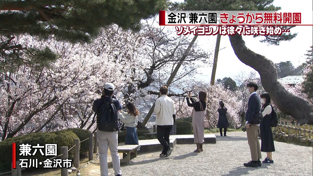 桜が開花…金沢・兼六園きょうから無料開園