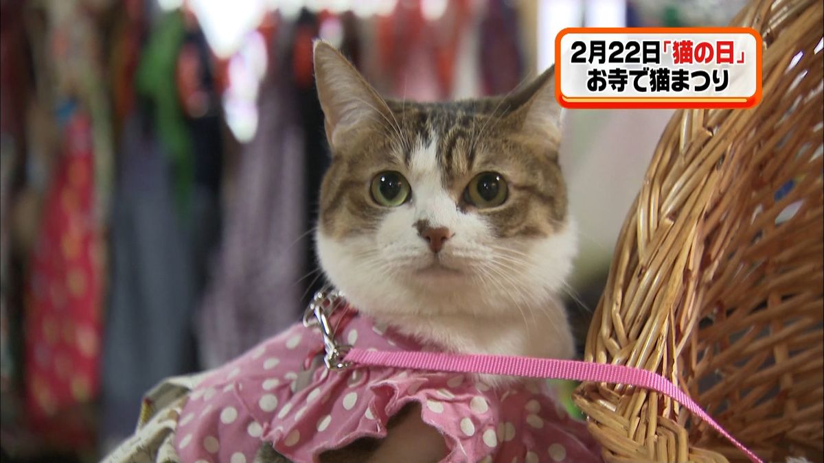 にゃんにゃんにゃん「猫の日」…寺で猫祭り