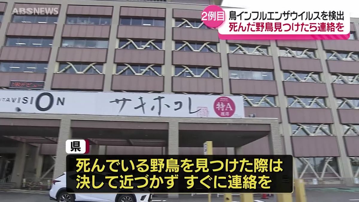 横手市で見つかったオオハクチョウの死がいから今シーズン2例目の鳥インフルエンザウイルス  