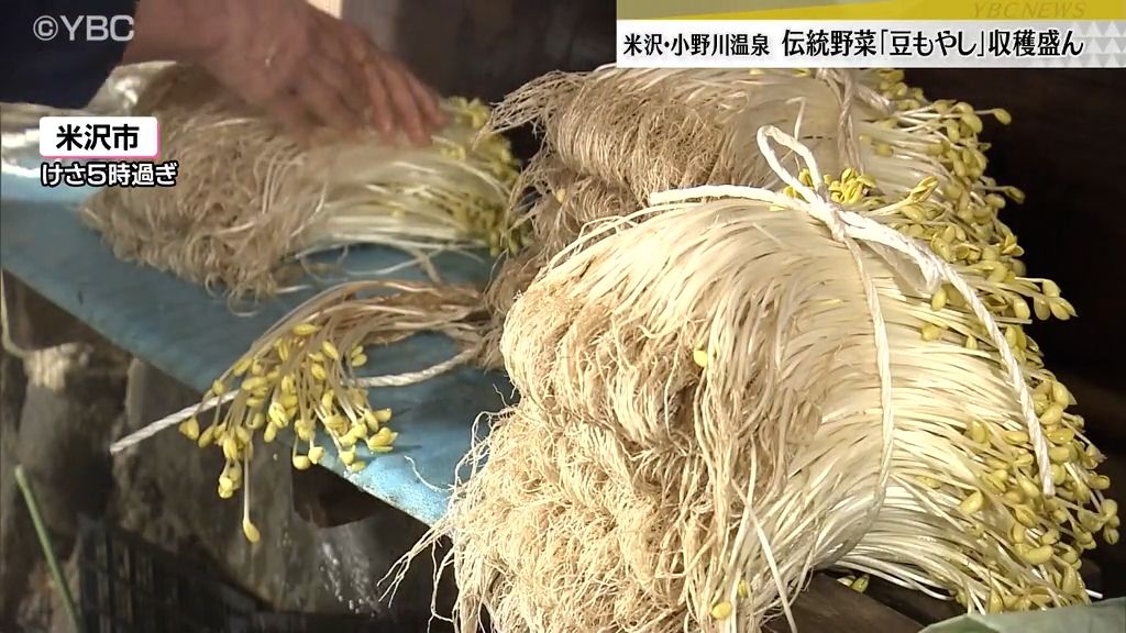 「シャキシャキ食感が違う！」米沢・小野川温泉で豆もやしの収穫最盛期