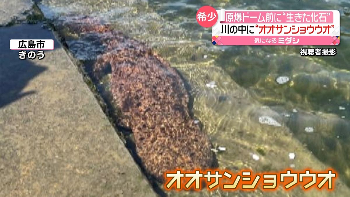 原爆ドーム近くの川に「オオサンショウウオ」　街の中心部で見るのは“まれ”