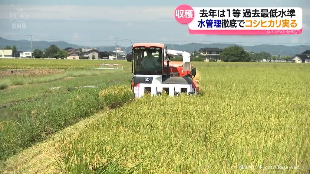 コシヒカリ収穫　猛暑の影響防止に気を配り実り迎える