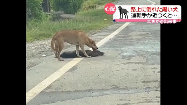 絶対車にひかれたんだよ かわいそうに 路上に倒れた黒い犬 運転手が近づくと タイ