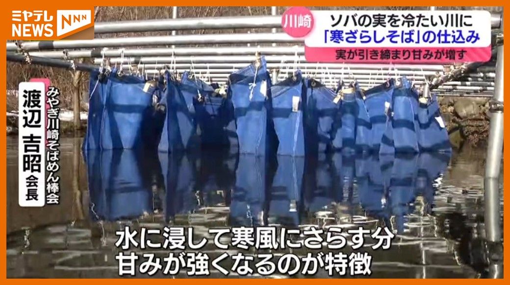 ＜寒ざらしそば＞仕込み始まる　”ソバの実を川の冷たい水に漬ける”ことで甘み（宮城・川崎町）