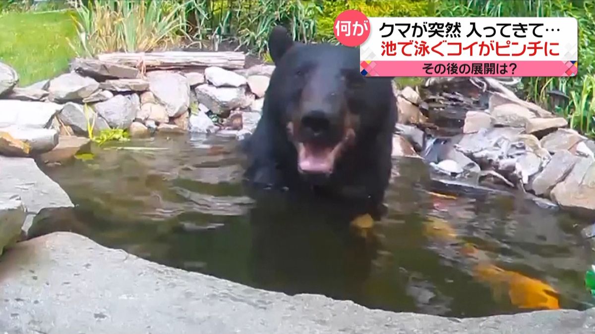 クマが突然入ってきて…池で泳ぐコイがピンチ？　意外な展開に！