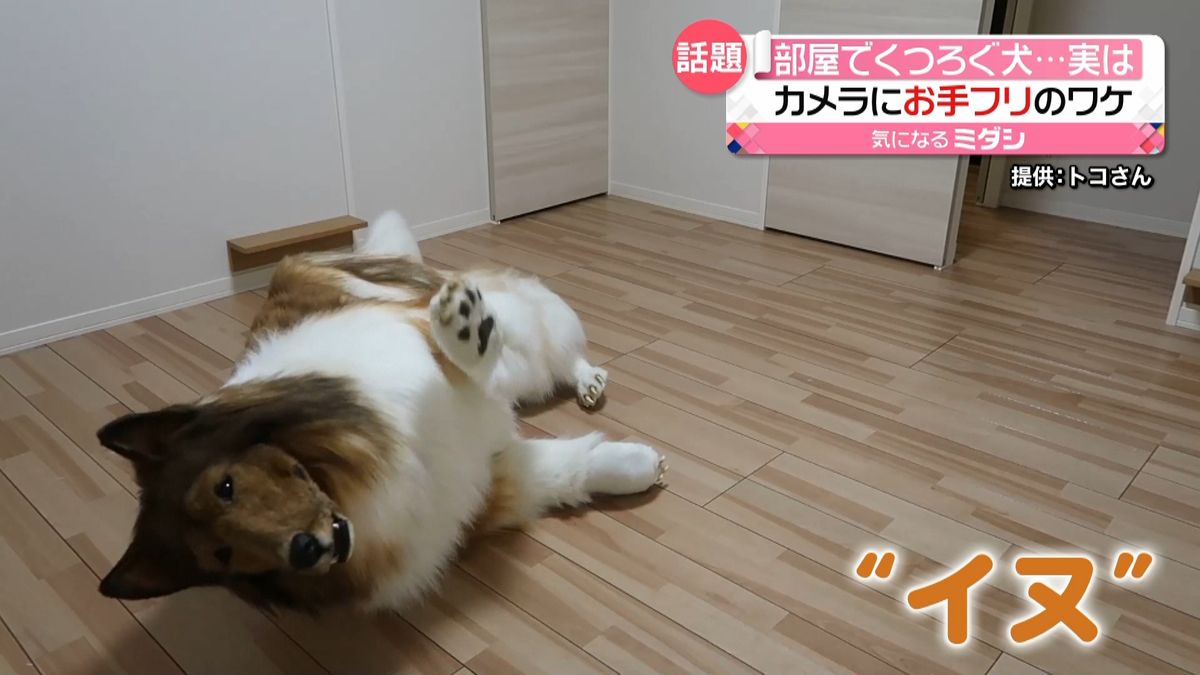 SNSで話題イヌの動画…実は着ぐるみ　「動物になりたかった」