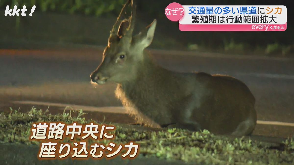 【取材クルーが撮影】帰宅ラッシュで交通量の多い道路の中央に野生のシカ