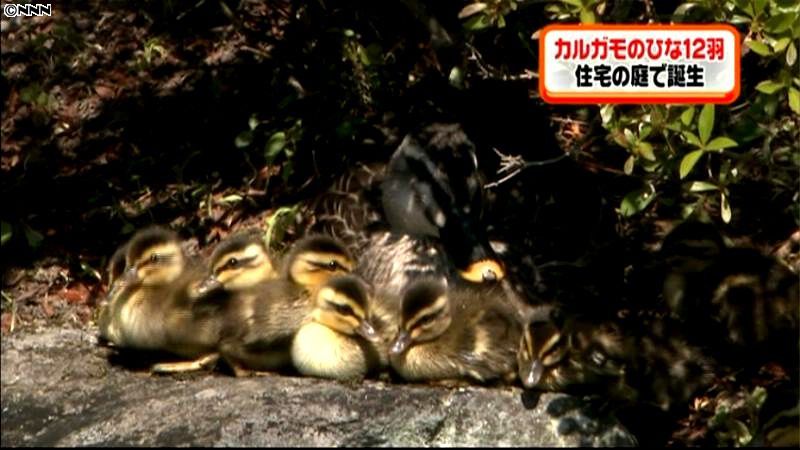 元気についてってるよ♪カルガモのひな誕生