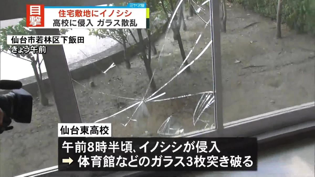 仙台の住宅地などでイノシシ目撃情報相次ぐ　高校では窓ガラス破られる