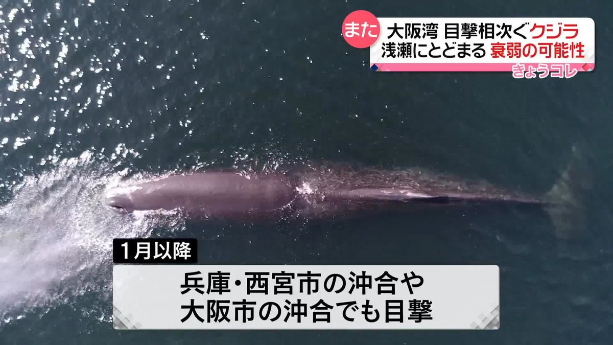 大阪湾のクジラ　衰弱の可能性も