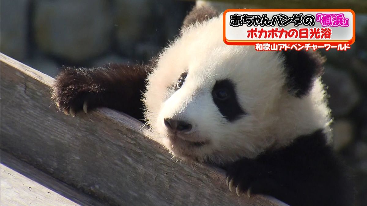 赤ちゃんパンダの「楓浜」　ぽかぽか日光浴