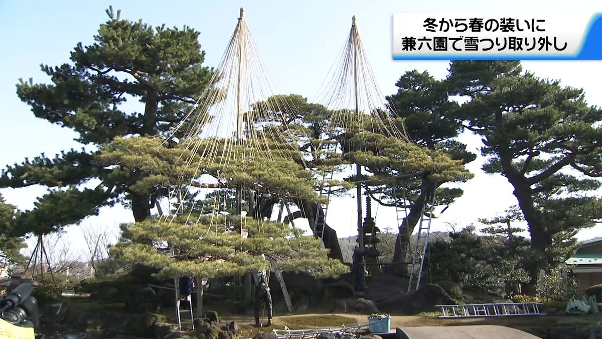 冬から“春の装い”に　兼六園で雪つり取り外し　石川県内各地で春らしい陽気