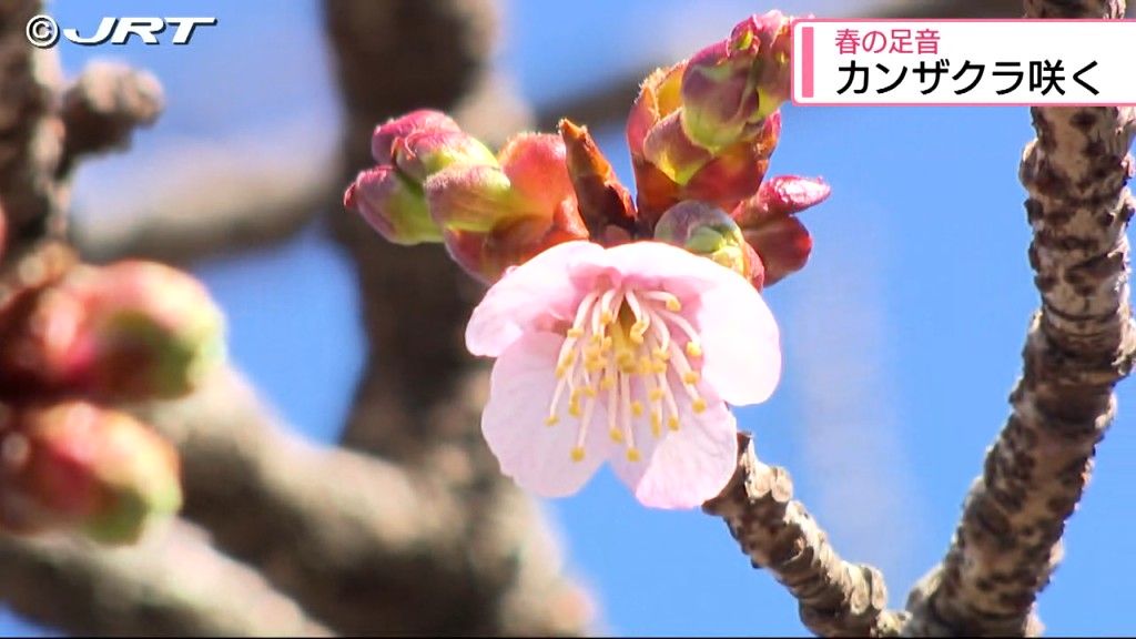 少しずつ春の足音が…徳島市両国橋東公園の「カンザクラ」  1輪の花を咲かせる【徳島】