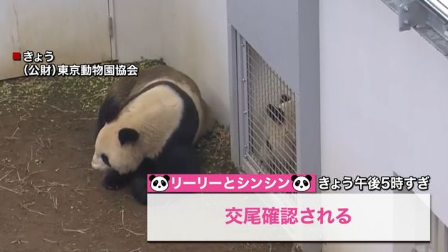 上野動物園パンダのシンシンとリーリー交尾