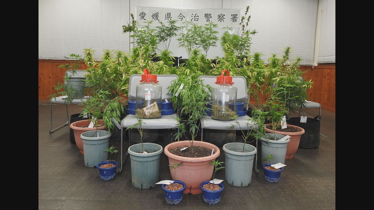 自宅で大麻を所持・栽培 今治市の51歳男を逮捕・起訴