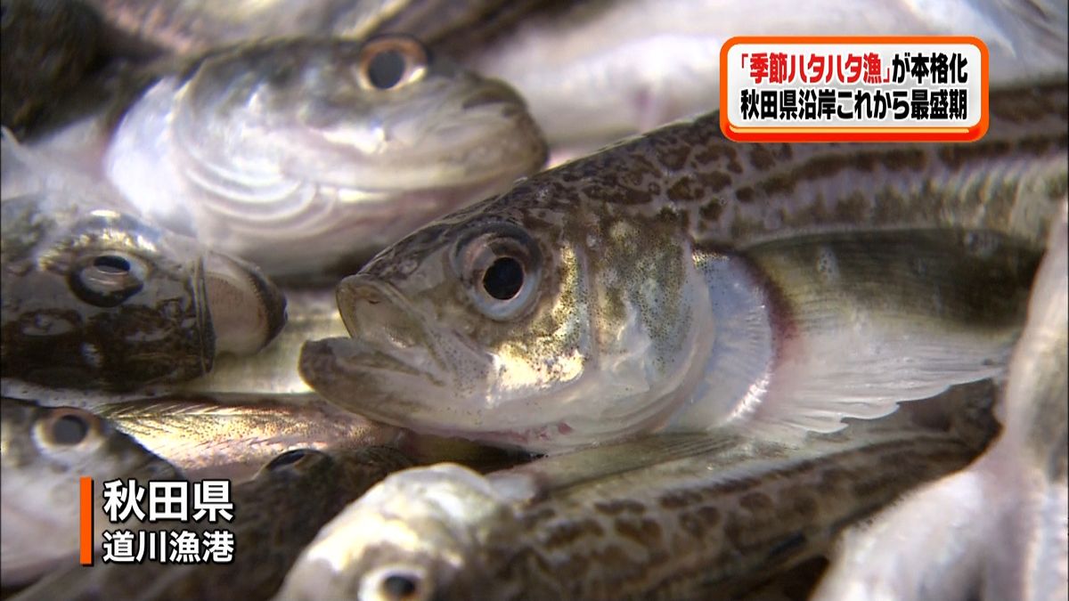 秋田県沿岸「季節ハタハタ漁」本格化