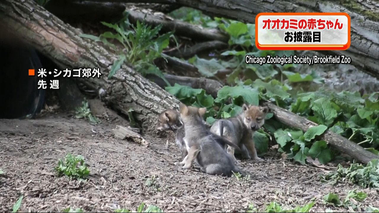 珍しい“オオカミ”の赤ちゃんお披露目 米｜日テレNEWS NNN