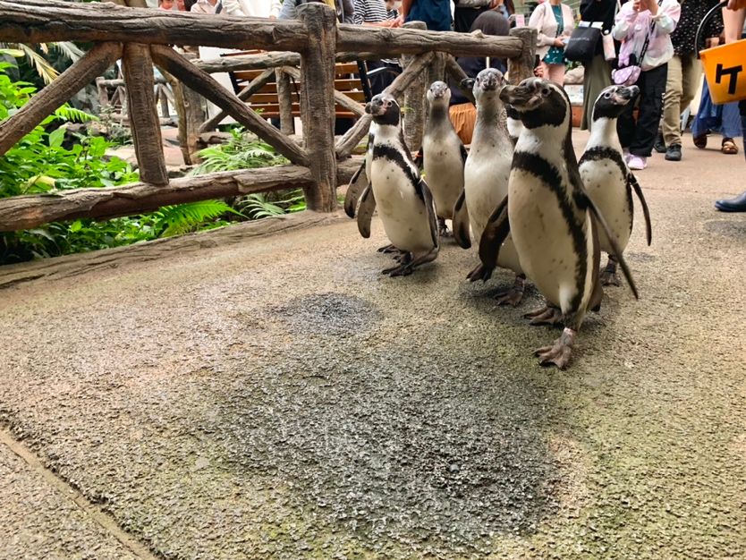 「ペンギン散歩～お魚水槽見学ver～」の様子（写真提供：ゼロ距離水族館伊勢シーパラダイス）