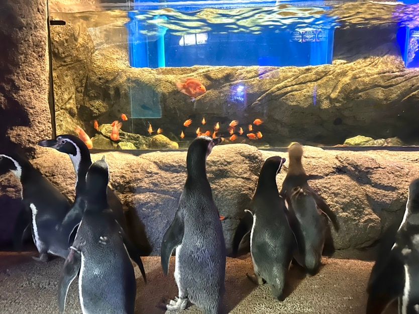 「ペンギン散歩～お魚水槽見学ver～」の様子（写真提供：ゼロ距離水族館伊勢シーパラダイス）