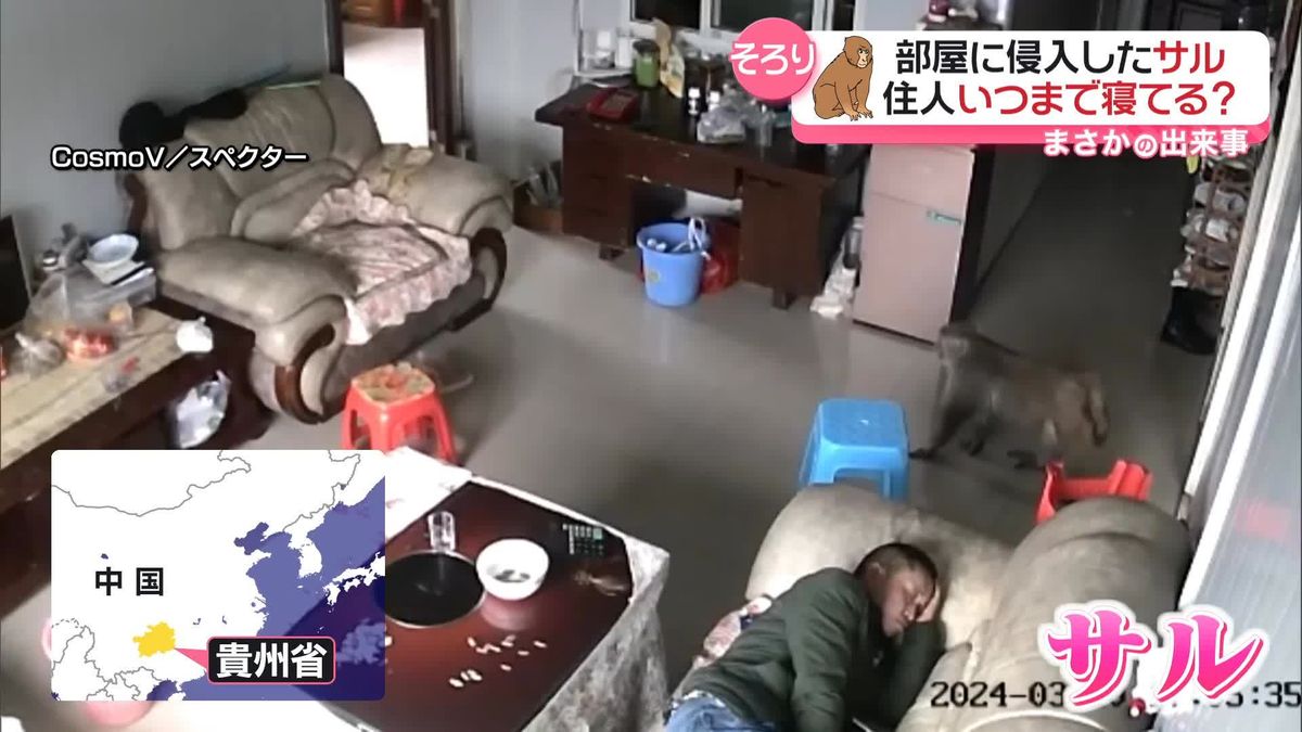 家に忍び込んだサル…住人が昼寝する横でリンゴをムシャムシャ　中国
