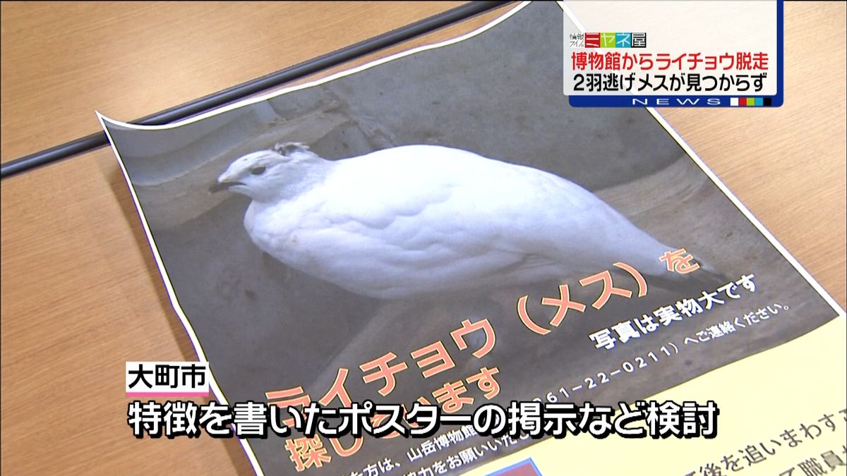 博物館からライチョウ逃げ…捜索続く　長野