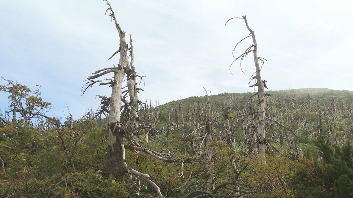 蔵王の樹氷を形作る「アオモリトドマツ」の枯れ木を無許可で伐採　山形大学の教員