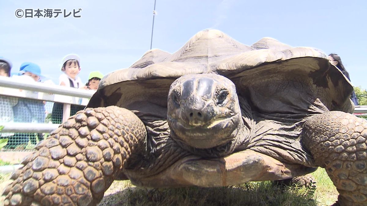 世界最大級のカメが園内をお引っ越し　約300人の園児に見守られて園の庭の小屋へ移動　鳥取県米子市