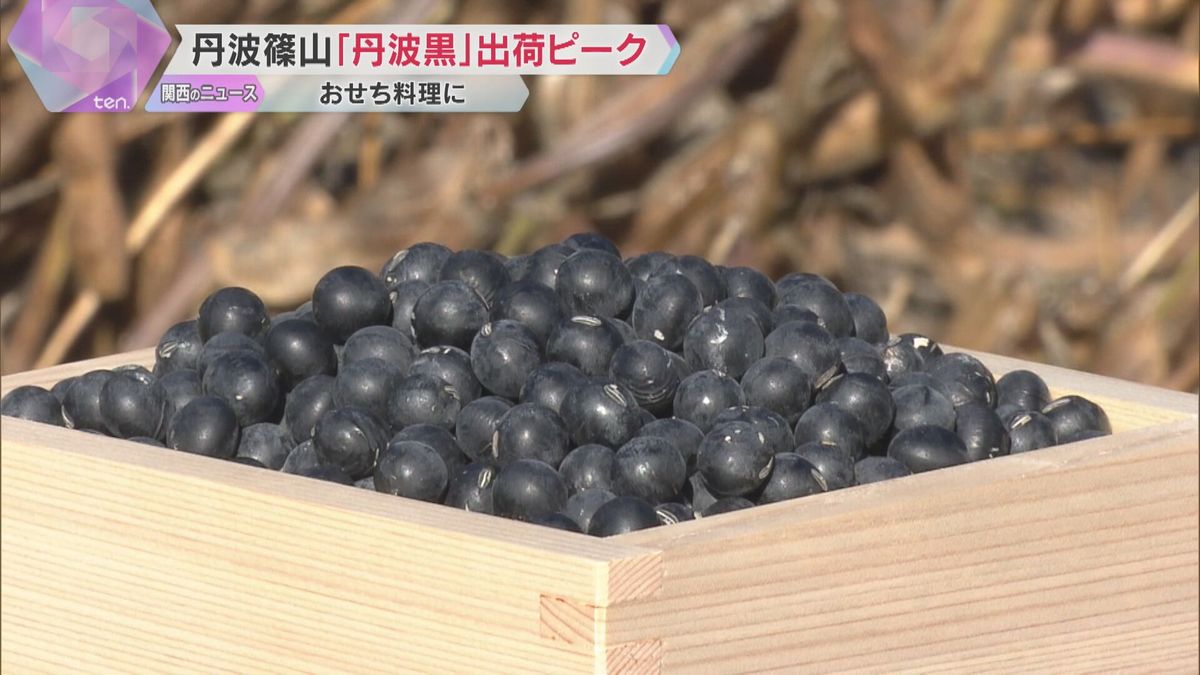 【おせち料理に】丹波篠山市特産の黒大豆「丹波黒」が出荷最盛期　粒が大きく甘みとコクが特徴　兵庫