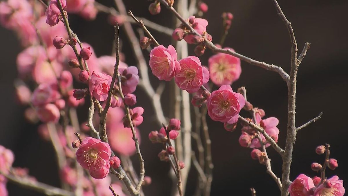 一足早い春の訪れ　樹齢約300年の紅梅が見ごろ　三重・紀北町