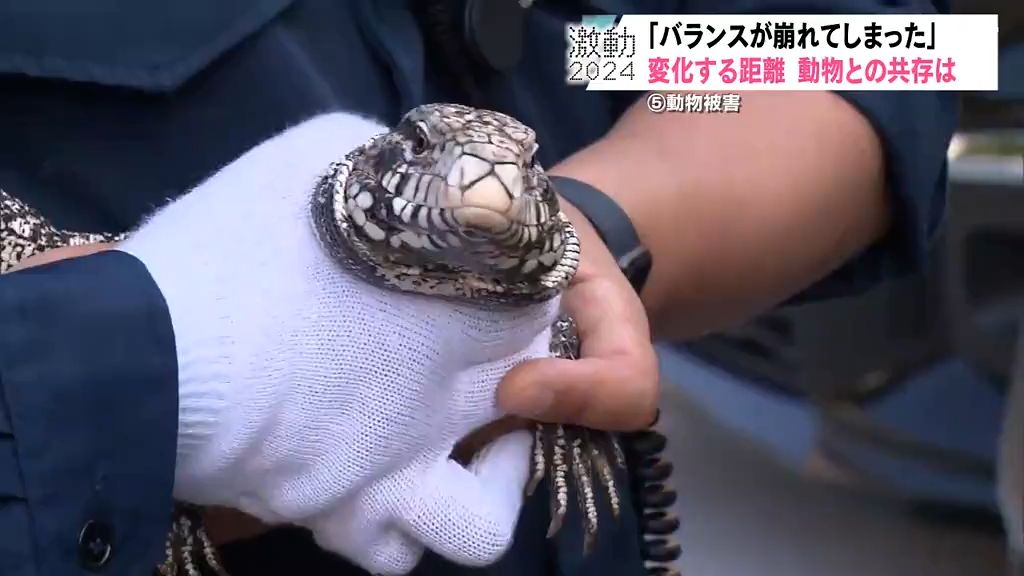 【青森県・激動2024】相次いだ“動物被害”　クマによる死亡事故、絶滅したはずのイノシシも…。ヒトと動物の適切な距離が問われた一年に