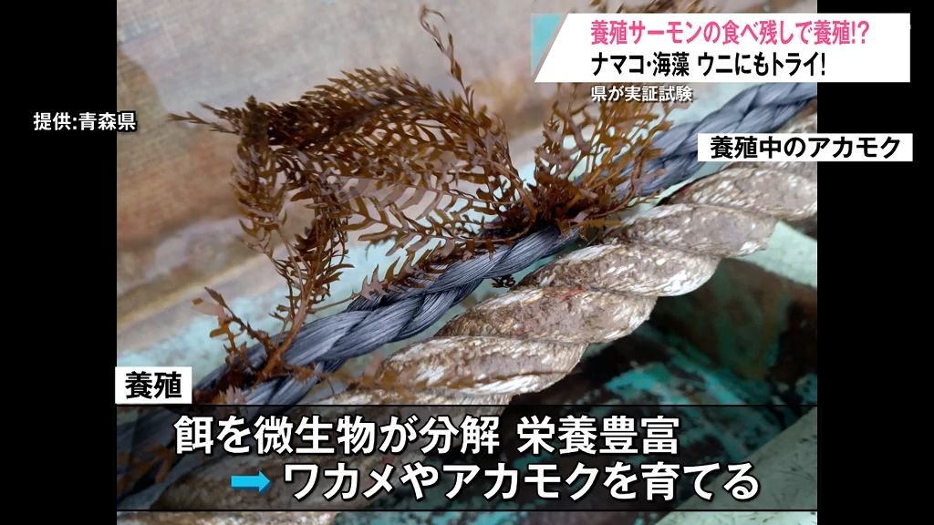 養殖サーモンの食べ残しでナマコと海藻を育てる！？青森県が3年かけて実証試験へ