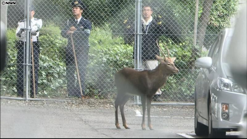 住宅街に鹿が現れる、警察が捕獲　静岡市
