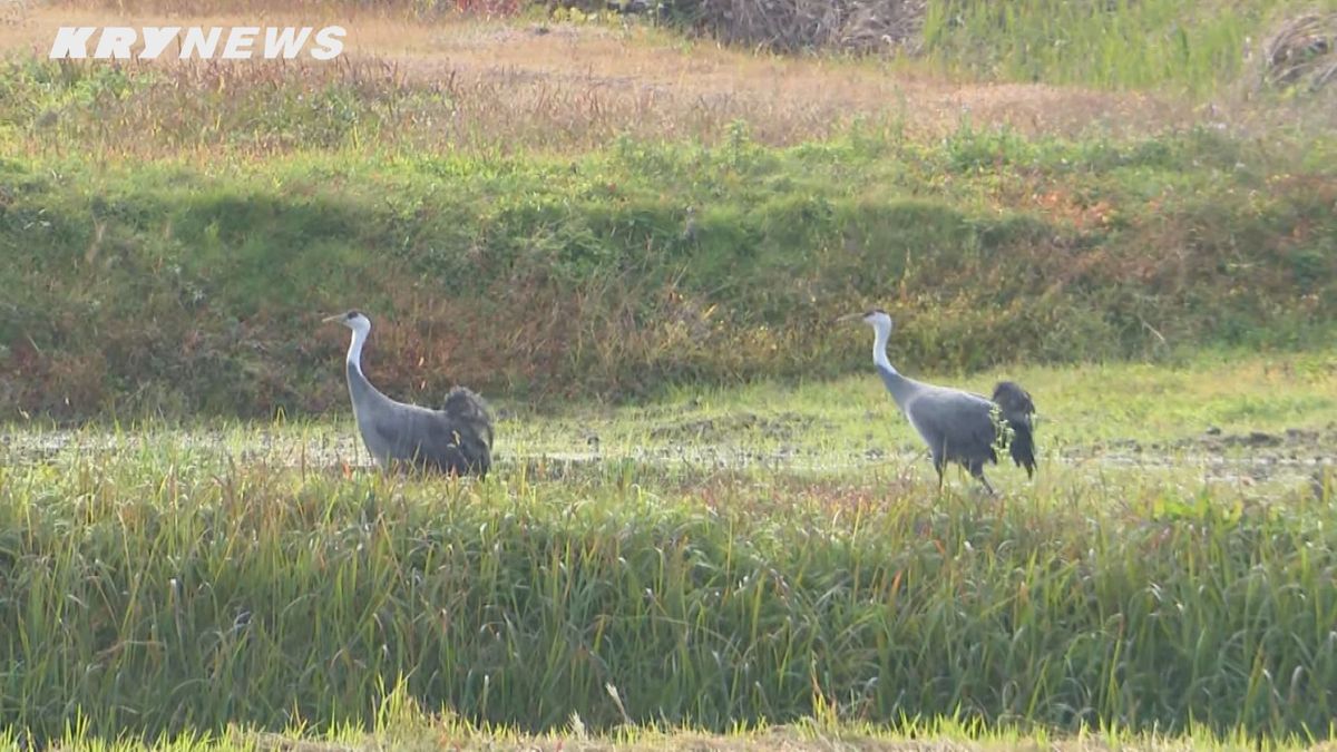 八代盆地に飛来したナベヅル３羽が飛び去る…今シーズンの飛来数は2羽に～山口・周南～