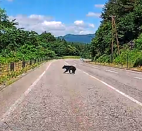 【軽乗用車と熊が衝突…車両にへこみ】路上での熊の目撃相次ぐ…ドライブ中の遭遇に注意を「クラクションをならすのはやめた方が良いです」【福島県】