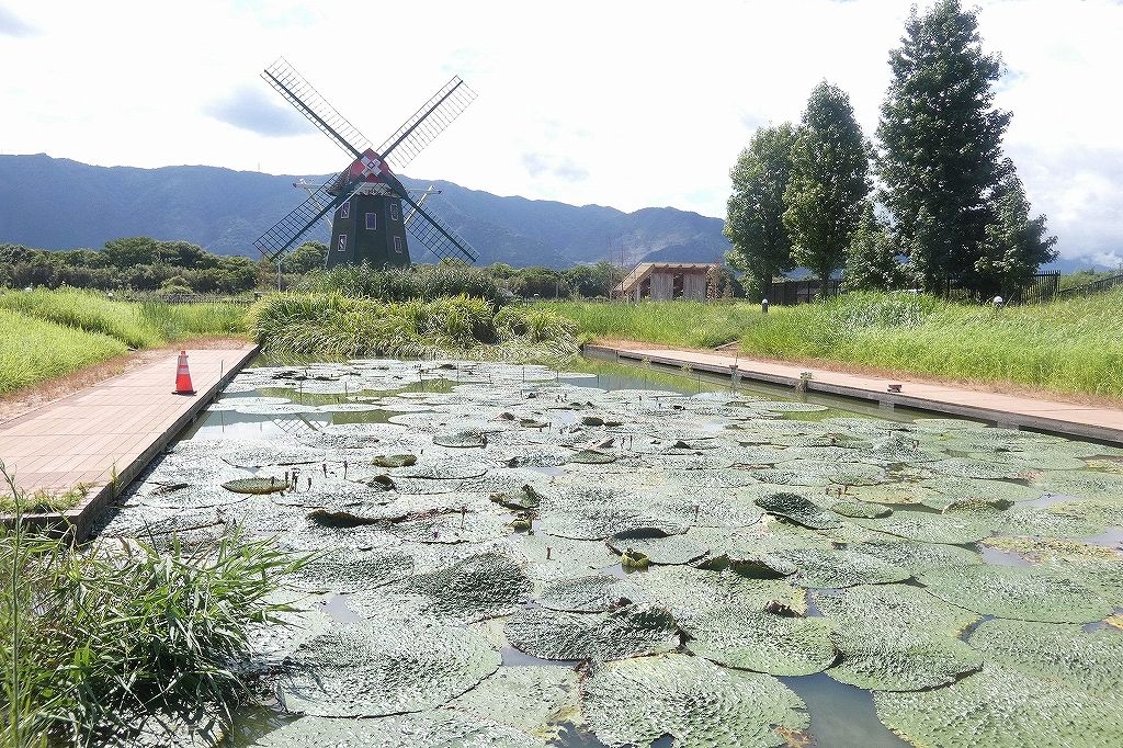 『国営木曽三川公園アクアワールド水郷パークセンター』のオニバス池