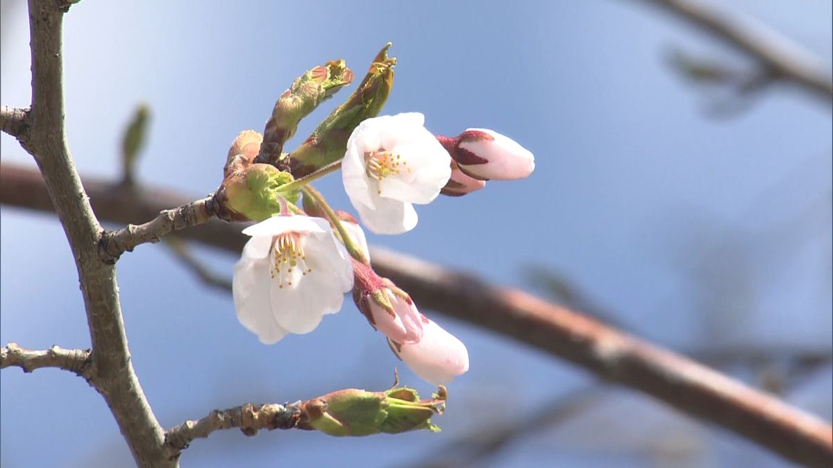 桜前線ゴール近づく　札幌できょう開花