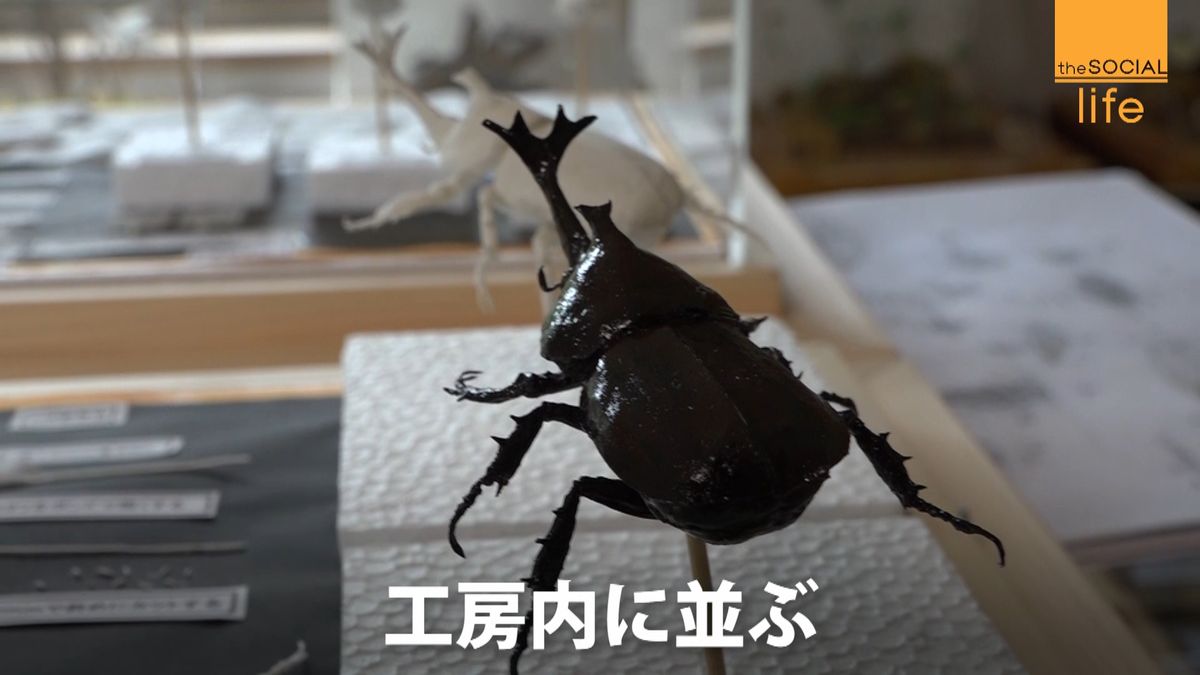 ティッシュで昆虫　黒光りするカブトムシ