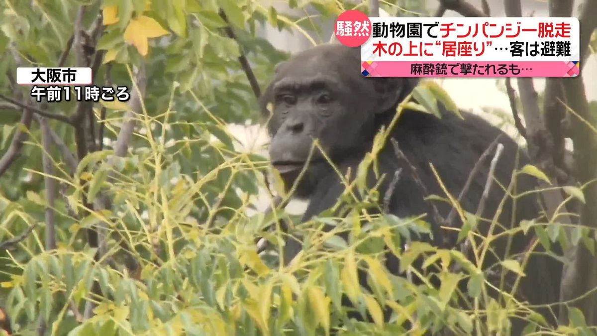 チンパンジーが脱走　麻酔銃で撃たれるも樹上に居座り…　大阪市・天王寺動物園