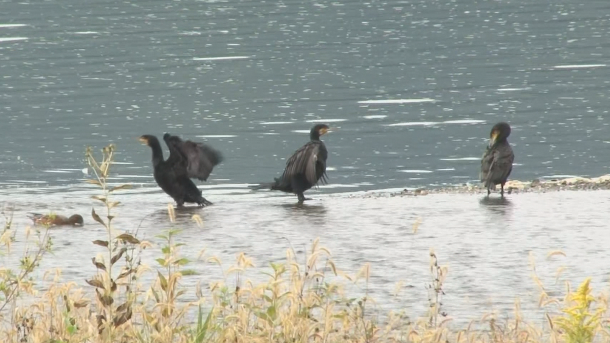 諏訪湖のカモなど水鳥の生息調査　「カワアイサ」や「カワウ」の姿も