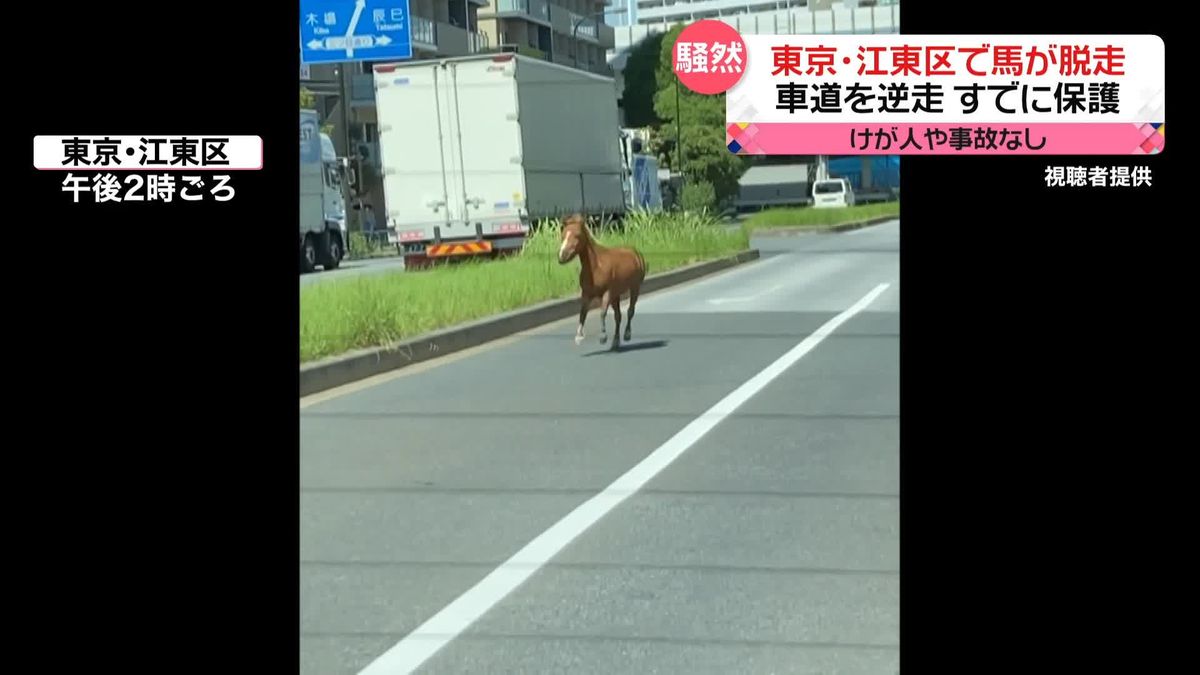 小型の馬「くりまめくん」逃げ出すも約30分後に保護　一時、車道を走る　東京・江東区