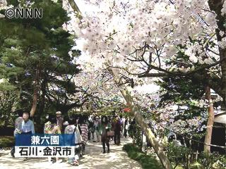 桜が満開！兼六園で春を満喫　石川・金沢市