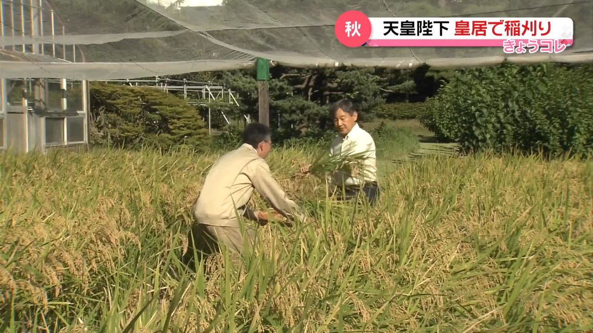 収穫の秋　天皇陛下が皇居で稲刈り