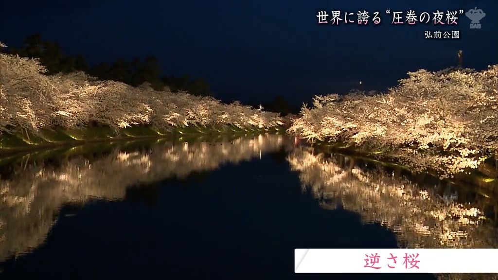 世界に誇る弘前公園の桜　もう1つの魅力は圧巻の夜桜