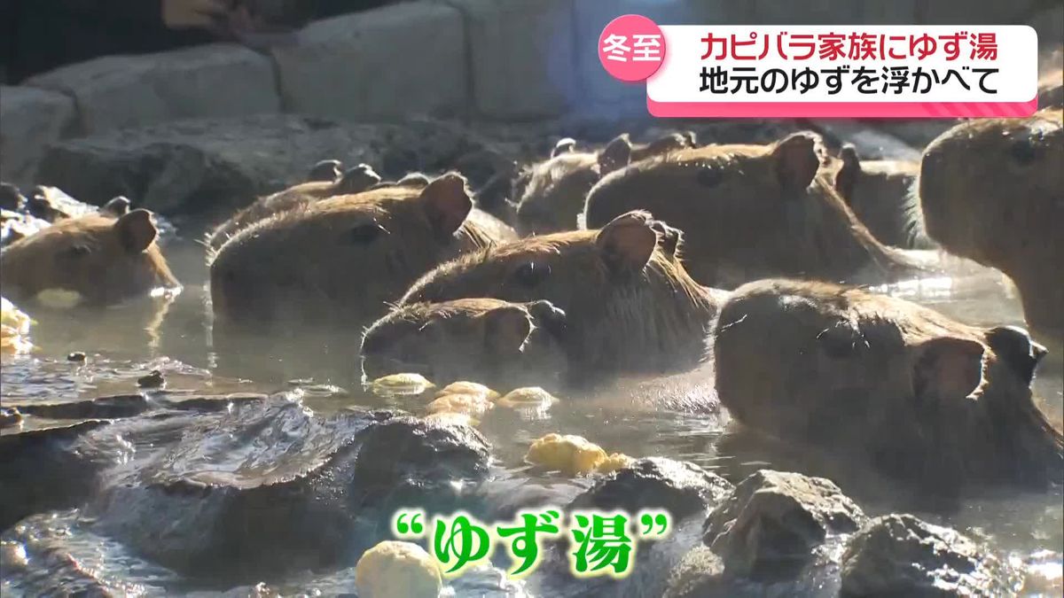 「冬至」カピバラ家族にゆず湯プレゼント　伊豆シャボテン動物公園