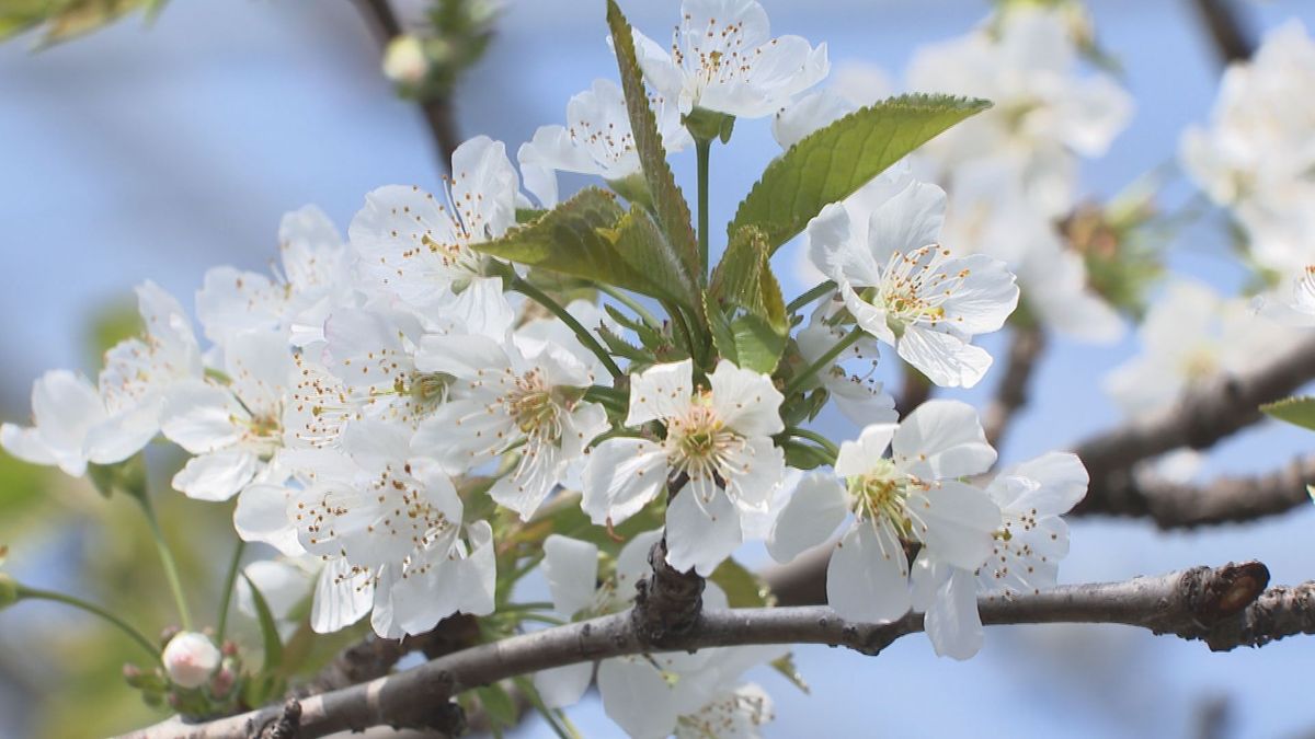 山形市で加温サクランボの花が満開　暖冬で管理難しく　「母の日」ごろに出荷ピーク