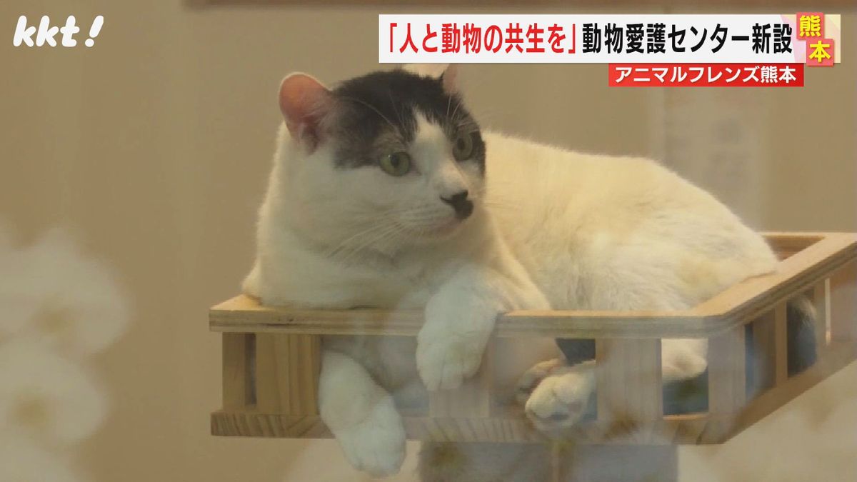 アニマルフレンズ熊本で保護されている猫