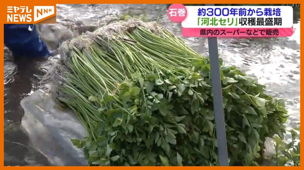 ＜河北セリ＞収穫最盛期　約300年前から栽培される伝統野菜　「セリ鍋や天ぷら、正月に向けてお雑煮で…」（宮城・石巻市河北地区）